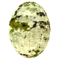 BS Egg
